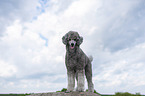 Royal Standard Poodle