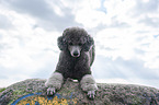 Royal Standard Poodle takes a bow