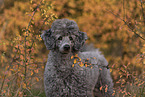 male Standard Poodle