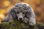 male Standard Poodle