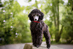 female Royal Standard Poodle