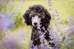 female Royal Standard Poodle