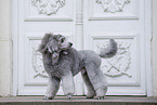 male Royal Standard Poodle