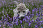 male Royal Standard Poodle