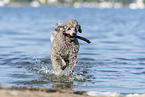 male Royal Standard Poodle