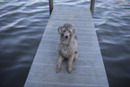 male Royal Standard Poodle