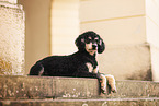 Royal Standard Poodle