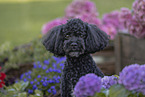 black Royal Standard Poodle