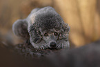 male Royal Standard Poodle