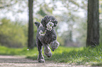 male Royal Standard Poodle