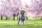 male Royal Standard Poodle