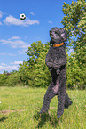 Royal Standard Poodle