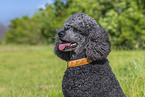 Royal Standard Poodle