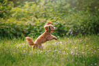 Royal Standard Poodle