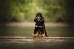 Royal Standard Poodle