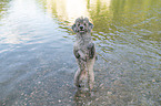 standard poodle