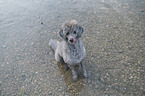 standard poodle