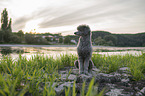 standard poodle