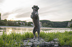 standard poodle