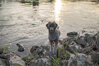 standard poodle