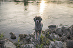 standard poodle