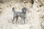 standard poodle