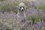 standard poodle