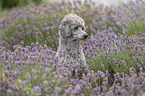 standard poodle