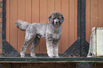 standard poodle