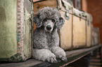 standard poodle