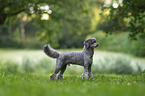 standard poodle