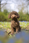 young Standard poodle