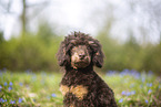 Standard Poodle puppy