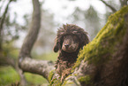 Standard Poodle puppy