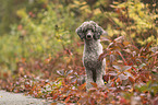 Standard Poodle