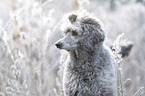 Standard Poodle