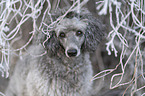 Standard Poodle