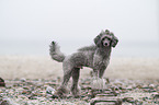 Standard Poodle