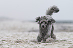 Standard Poodle