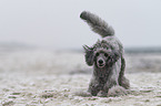 Standard Poodle