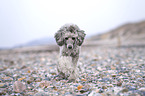 Standard Poodle