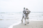 Standard Poodle