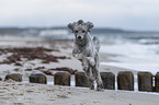 Standard Poodle