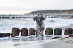 Standard Poodle