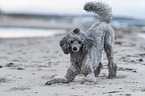 Standard Poodle