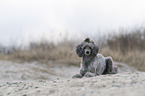 Standard Poodle