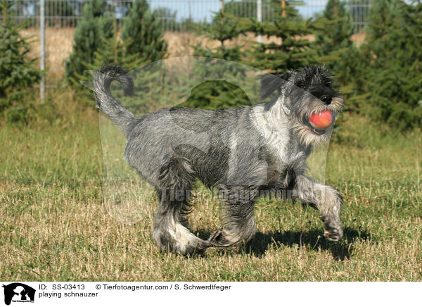 Mittelschnauzer spielt mit Ball / playing schnauzer / SS-03413