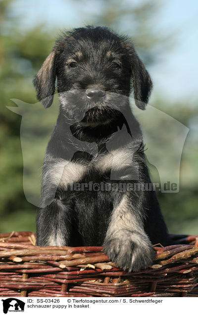 Mittelschnauzer Welpe im Krbchen / schnauzer puppy in basket / SS-03426