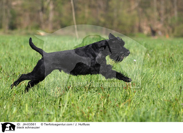 schwarzer Mittelschnauzer / black schnauzer / JH-03561