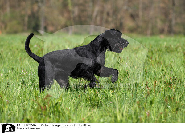 schwarzer Mittelschnauzer / black schnauzer / JH-03562